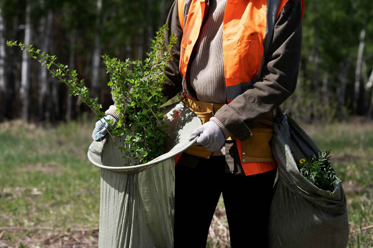 Tree Health Inspection in Albertville, MN